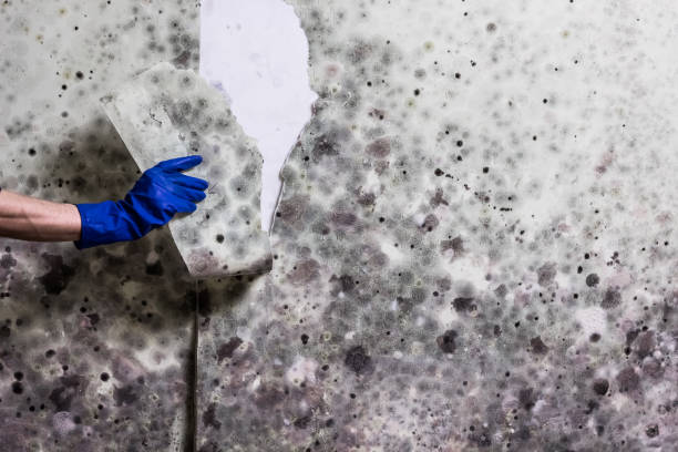 Best Local Mold Removal Service  in Warson Woods, MO